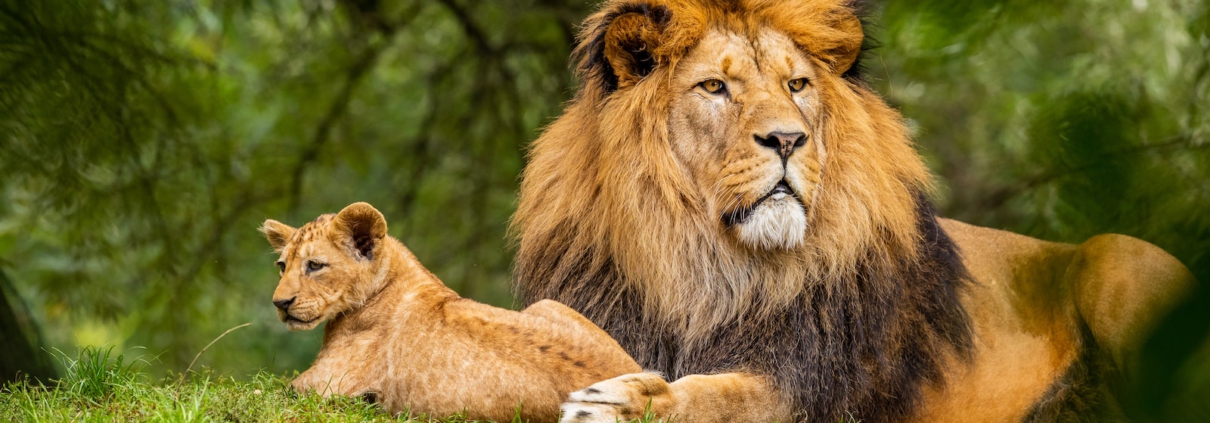 brown lion on green grass field