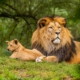 brown lion on green grass field