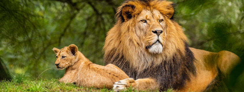 brown lion on green grass field